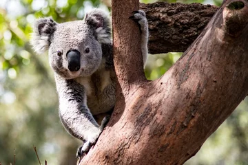 Fotobehang Curious Koala in Tree © jinnifer douglass