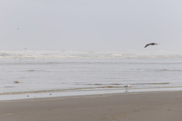 A grey seagull flies over the white one in Pacific beach area, Ocean Shores, WA