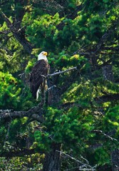 eagle on branch of tree