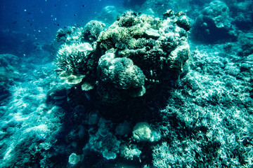 Fototapeta na wymiar Great Barrier Reef Coral