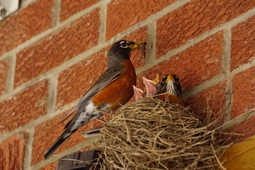robin feeding baby chicks in nest