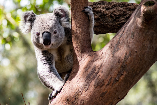Koala Funny Images – Browse 22,789 Stock Photos, Vectors, and Video | Adobe  Stock