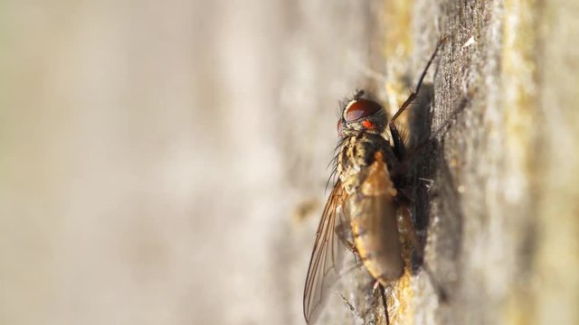 Blowfly Clings to a Concrete Wall