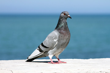 Piccione