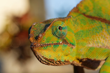 Chamäleon, Furcifer balteatus Weibchen