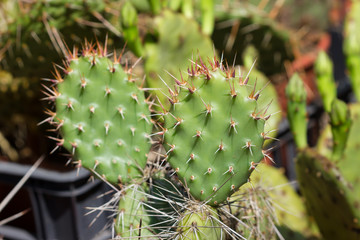 Composition of cactuses