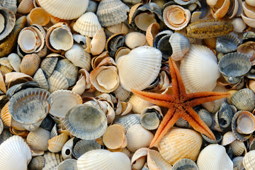sea shells on the beach