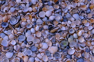 pebbles on the beach