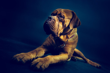 Dogo © vitiamieva