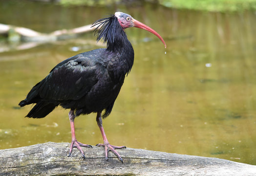 Waldrapp am Wasser