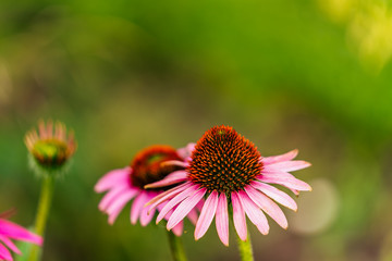 Isolated Flower in Garden With Blurred Background and Free Space for Text