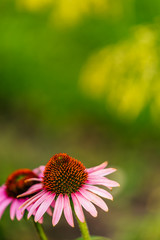 Isolated Flower in Garden With Blurred Background and Free Space for Text