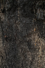 wood texture