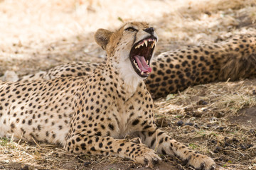 Yawning Cheetah (Acinonyx jubatus), Maasai Mara