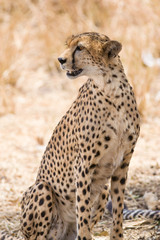 Cheetah (Acinonyx jubatus) resting in shade of tree, Masai Mara National Game Park Reserve, Kenya, East Africa