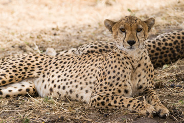 Cheetah resting in the shade (Acinonyx jubatus), Maasai Mara