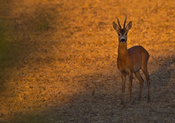 Roe buck