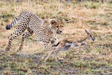 Fototapeta na wymiar Cheetah (Acinonyx jubatus) Chasing Juvenile Gazelle, Maasai Mara
