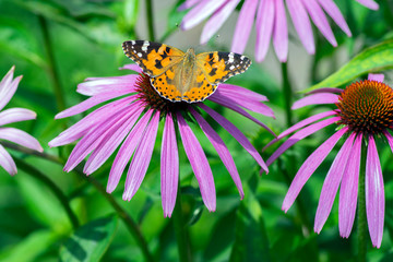 Vanessa cardui sitting on Echinacea purpurea flowering plant, eastern purple coneflower in bloom