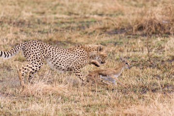 Cheetah (Acinonyx jubatus) chasing baby gazelle, Masai Mara National Game Park Reserve, Kenya, East Africa