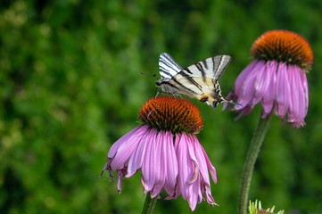 Scarce swallowtail on Echinacea purpurea flowering plant, eastern purple coneflower in bloom