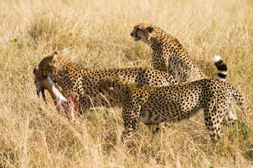 Three cheetahs (Acinonyx jubatus) coalition walking with gazelle kill, Maasai Mara National Reserve, Kenya, East Africa