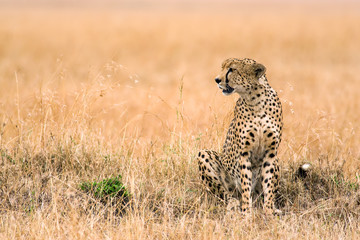 Cheetah (Acinonyx jubatus) sat looking for prey in short grass, Maasai Mara, Kenya