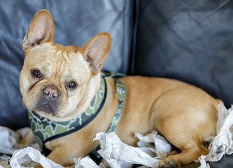 Young French Bulldog male lying down on sofa with his paper shredded background. 