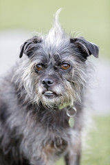 Terrier mix dog portrait. Off-leash park in Northern California.