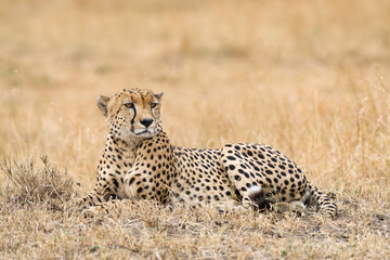 Cheetah (Acinonyx jubatus) on open savanna, Masai Mara National Game Park Reserve, Kenya, East Africa