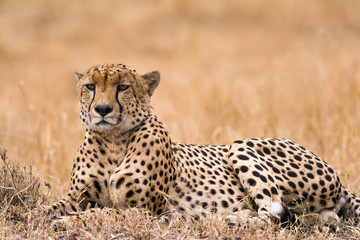 Naklejka na ściany i meble Cheetah (Acinonyx jubatus) resting on open savanna, Masai Mara National Game Park Reserve, Kenya, East Africa