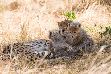 Female cheetah resting in dry grass with baby cubs (Acinonyx jubatus), Maasai Mara National Reserve, Kenya, East Africa