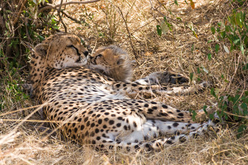 Female cheetah resting in dry grass with baby cub (Acinonyx jubatus), Maasai Mara National Reserve, Kenya, East Africa