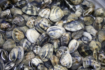 Vongole