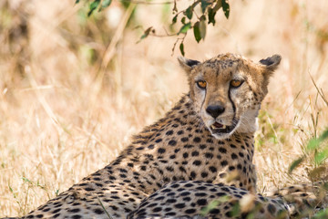 Cheetah (Acinonyx jubatus) resting in shade of tree, Masai Mara National Game Park Reserve, Kenya, East Africa