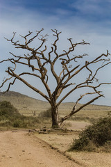 dead tree in the desert by side of the road 