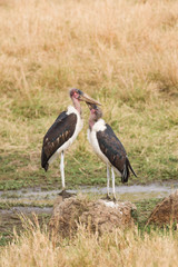 Marabou Storks (Leptoptilos crumenifer) pair standing, Masai Mara National Game Park Reserve, Kenya, East Africa