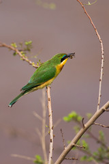 Little Bee-Eater (Merops pusillus) On Branch With Bee In Mouth, Kenya