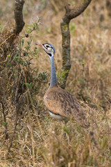 Male white-bellied bustard (Eupodotis senegalensis), Nairobi National Park, Kenya