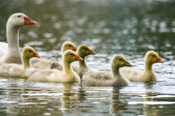 Egyptian goose family (Alopochen aegyptiaca) with adult and gosling chicks swimming on lake, Nairobi, Kenya