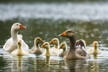 Egyptian goose family (Alopochen aegyptiaca) with adult and gosling chicks swimming on lake, Nairobi, Kenya