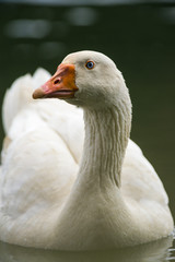 Egyptian goose (Alopochen aegyptiaca) swimming in lake, Nairobi, Kenya