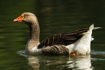 Egyptian goose (Alopochen aegyptiaca) swimming in lake, Nairobi, Kenya