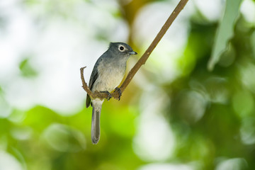 White-eyed slaty flycatcher (Melaenornis fischeri)