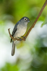 White-eyed slaty flycatcher (Melaenornis fischeri)