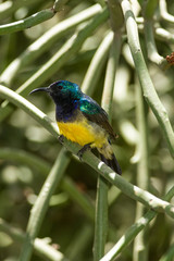 Male Variable sunbird (Cinnyris venustus falkensteini) resting on a branch, Nairobi, Kenya, East Africa