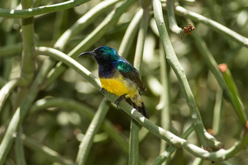 Male Variable sunbird (Cinnyris venustus falkensteini) resting on a branch, Nairobi, Kenya, East Africa