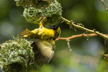 Black-headed Weaver or Village Weaver bird (Ploceus cucullatus paroptus) building a nest in an Acacia tree, Nairobi, Kenya