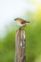 Kenya Sparrow (Passer rufocinctus), Lake Elmentaita, Kenya