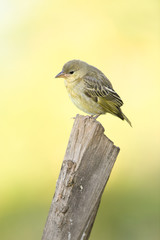 Little Weaver (Ploceus luteolus), Lake Elmentaita or Elementaita, Kenya